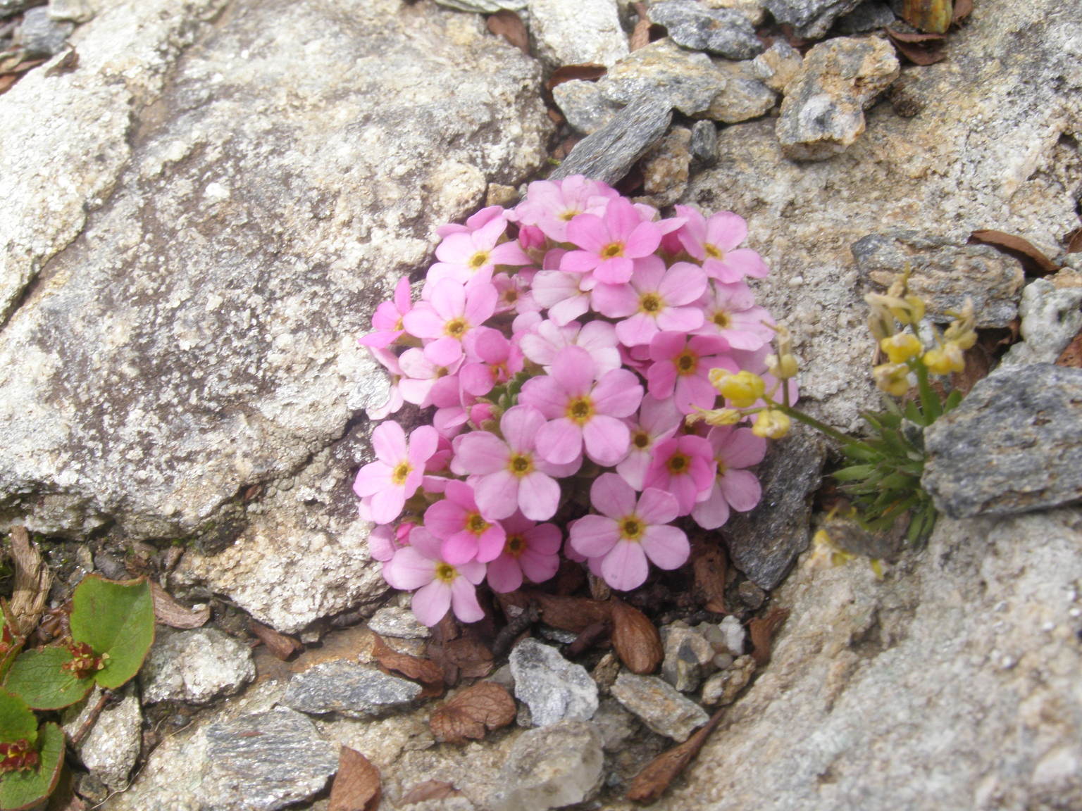 delizia degli occhi : Androsace alpina e Androsace adfinis